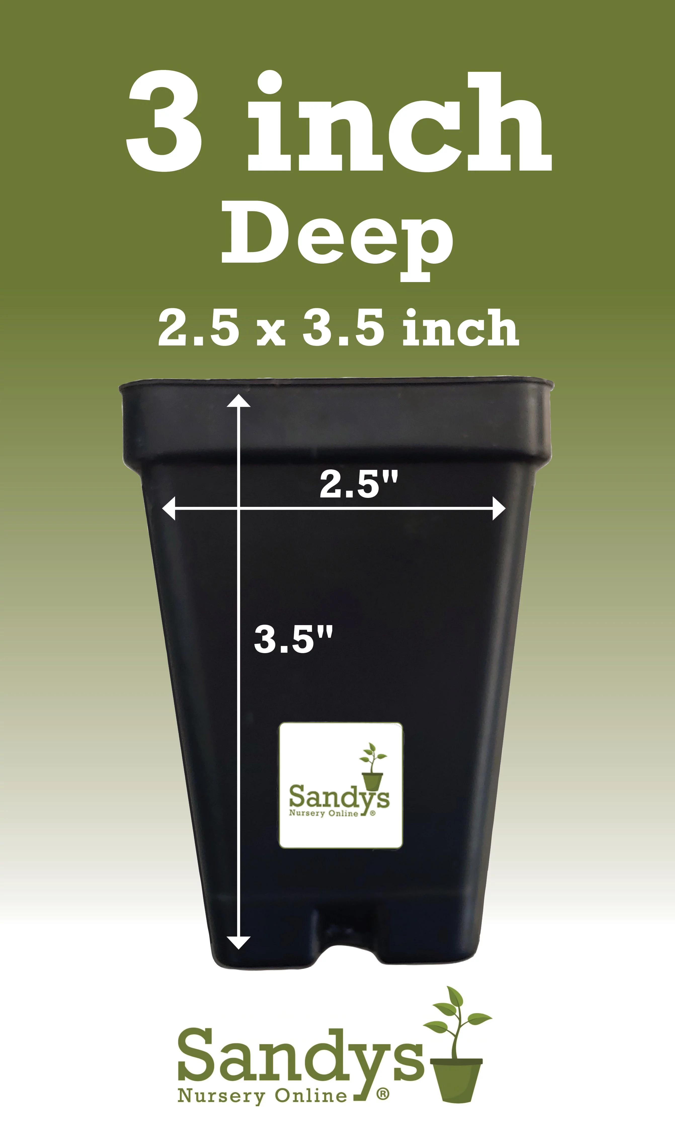 Mandevilla Stars & Stripes Red & White 3 inch pot