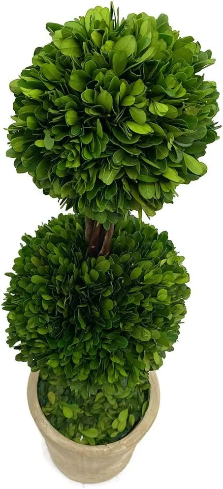 Real Preserved Boxwood Double Topiary