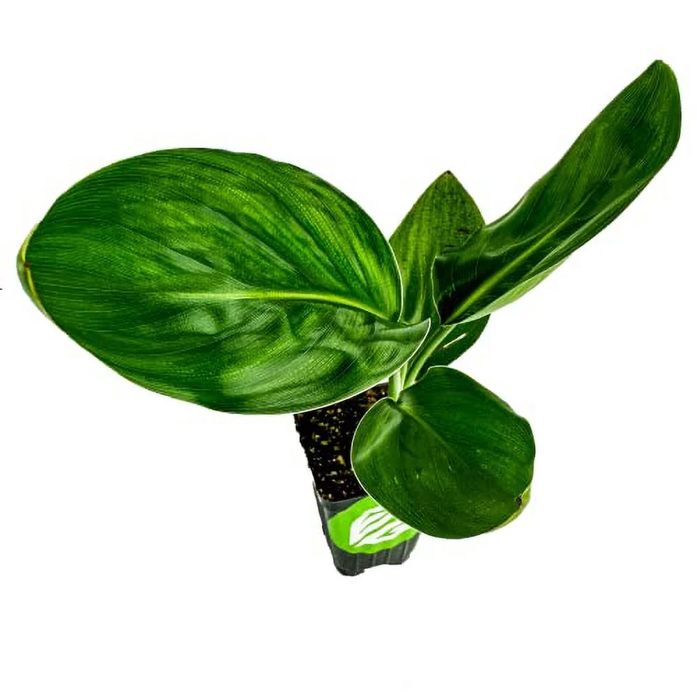 Orange Bird of Paradise - Strelitzia Reginae - Live Plant