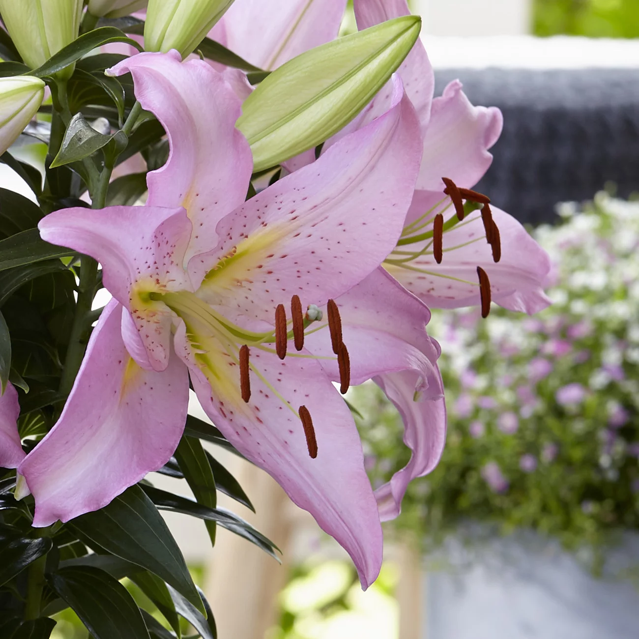 Van Zyverden Lily Smart Romance Flower Dormant Perennial Bulb Sun to Partial Shade, Pink