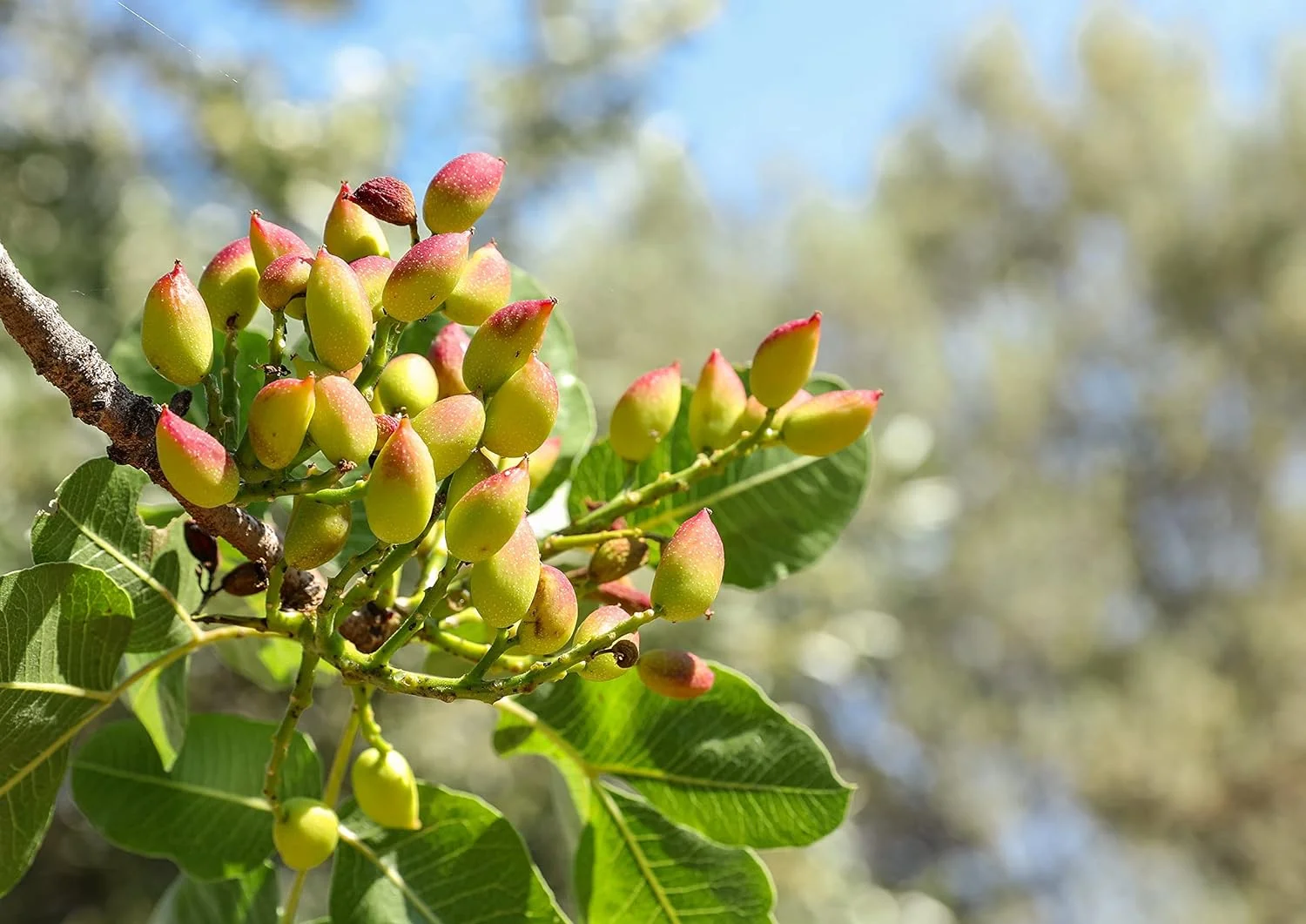 Dry Roasted Pistachio Kernels with Himalayan Salt, 3 Pounds — Kosher, Vegan — by Food to Live