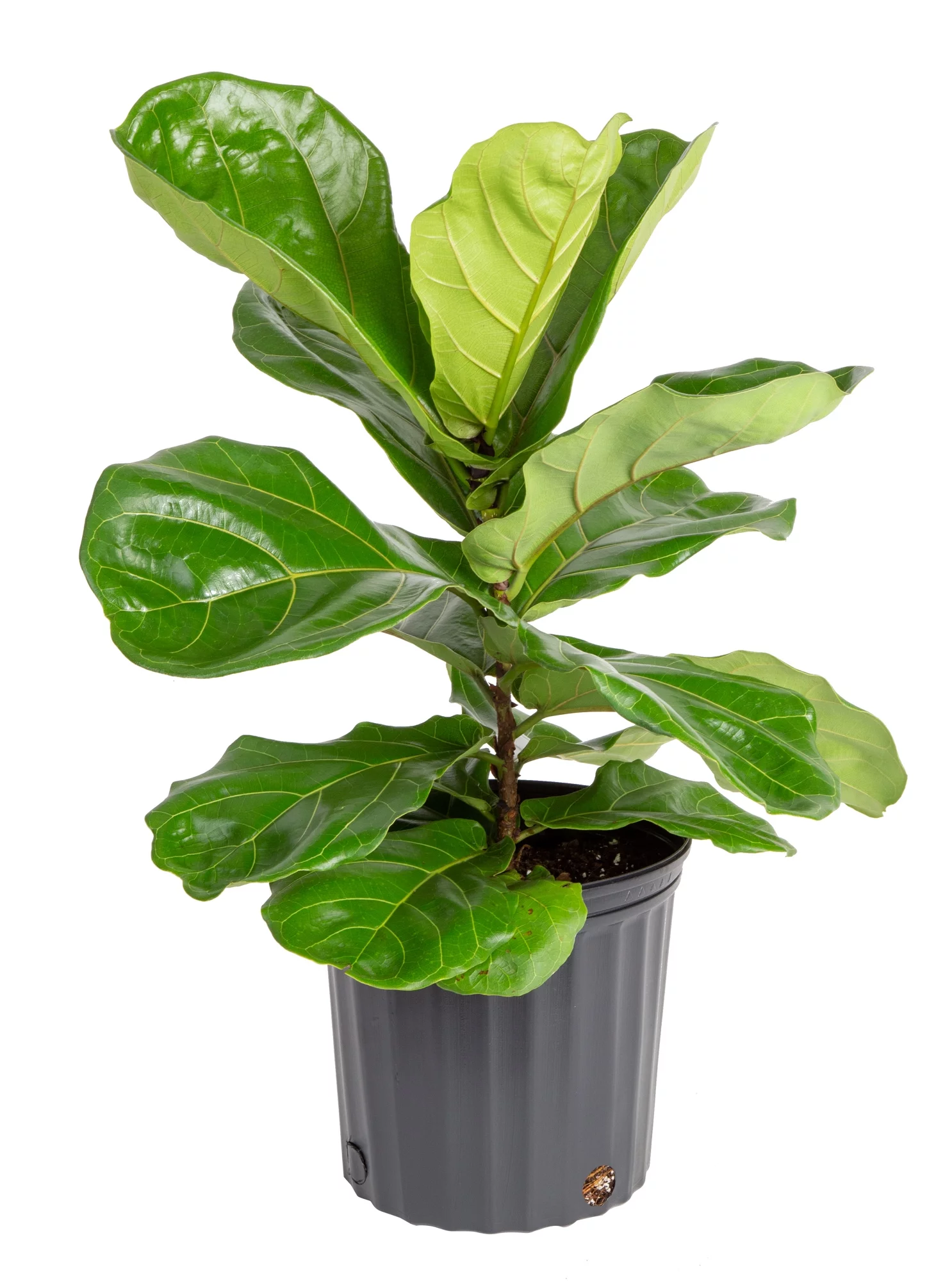 Better Homes & Garden Live Indoor 24in. Tall Green Fiddle Leaf Fig Plant, Indirect Sunlight, in 10in. Grower's Pot