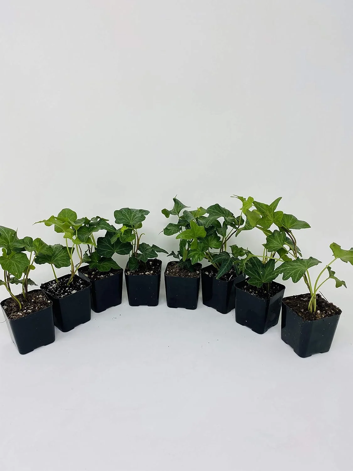 Baltic English Ivy 8 Plants - Hardy Groundcover - 2 1/4