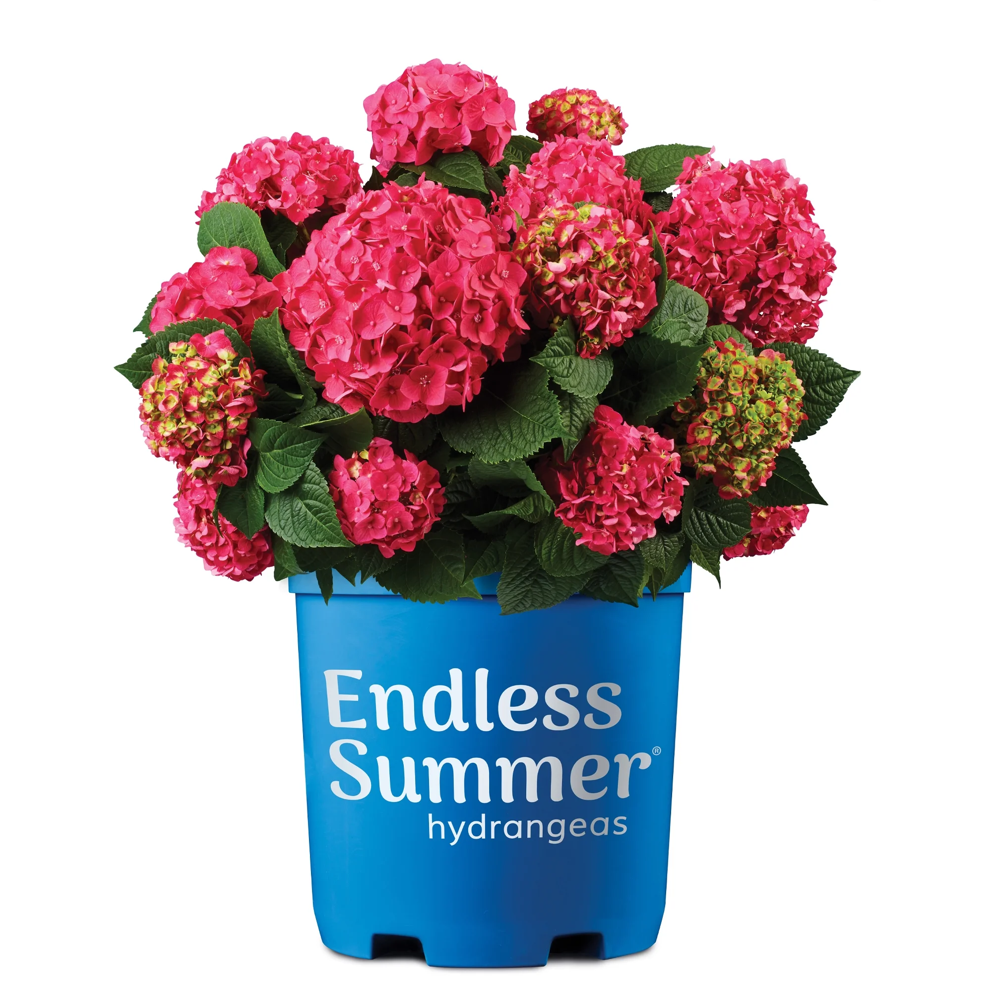 Endless Summer Hydrangea Summer Crush Live Shrub (5 Gallon)