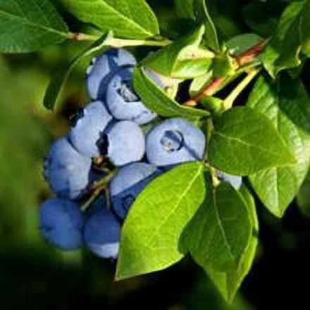 Toro Blueberry Bush- Cannot Ship to AZ, CA, OR or WA