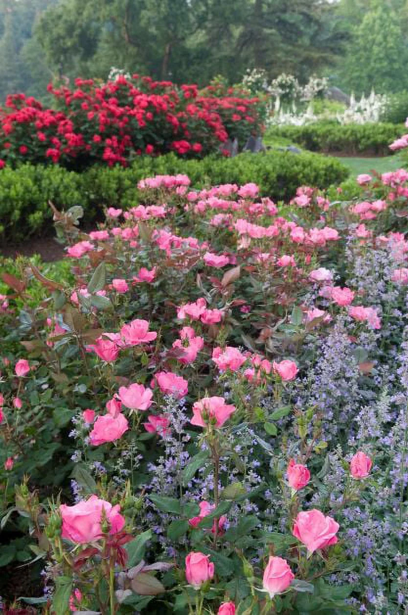 Bareroot Pink Knock Out® with Soft Pink Blooms - Live Shrub with Full Sun - 2 Piece