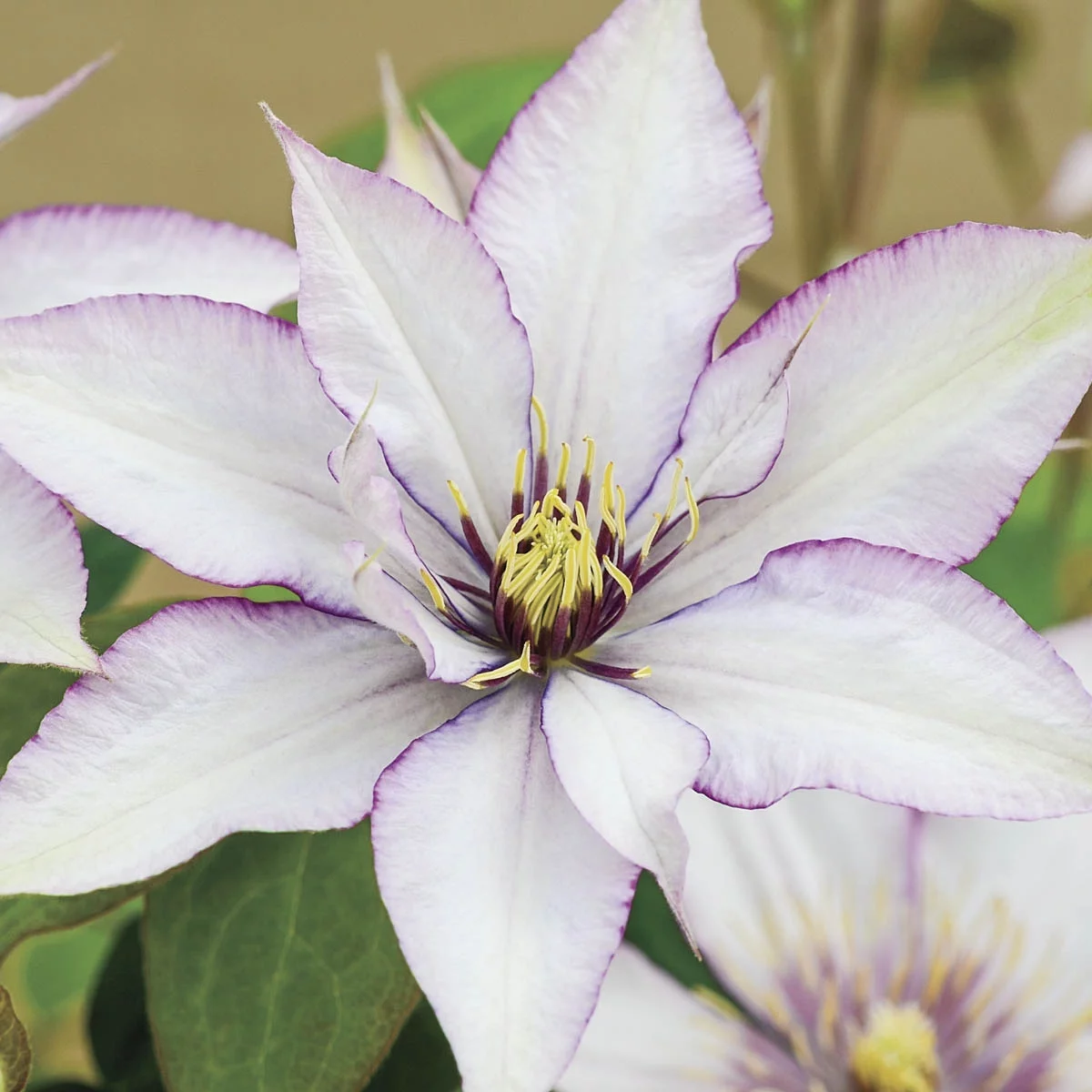 Samaritan Jo Clematis 4 In. Potted Lavender Flowering Perennial Vine (1-Pack)