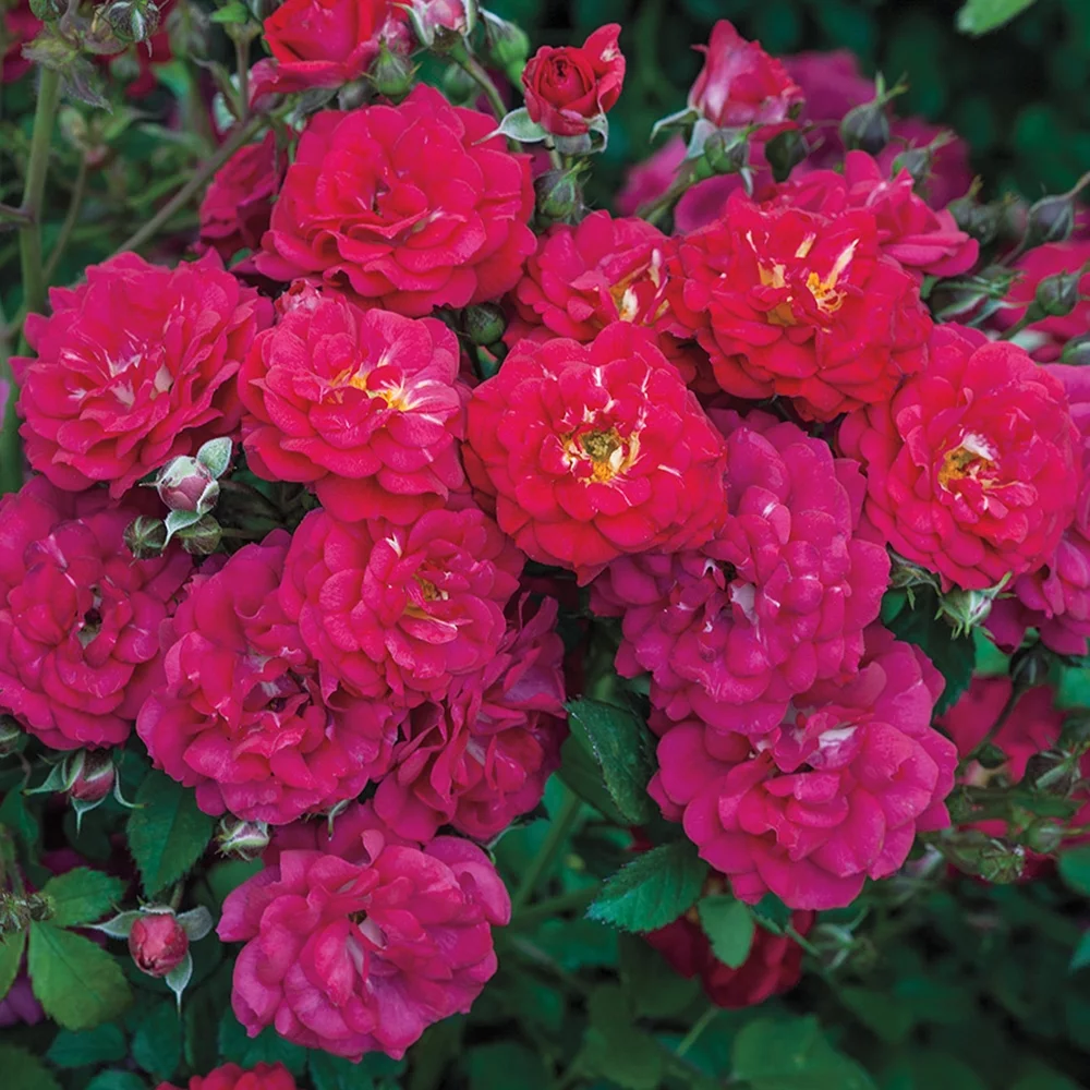 Heirloom Roses - Children's Hope™ Shrub Rose Bush