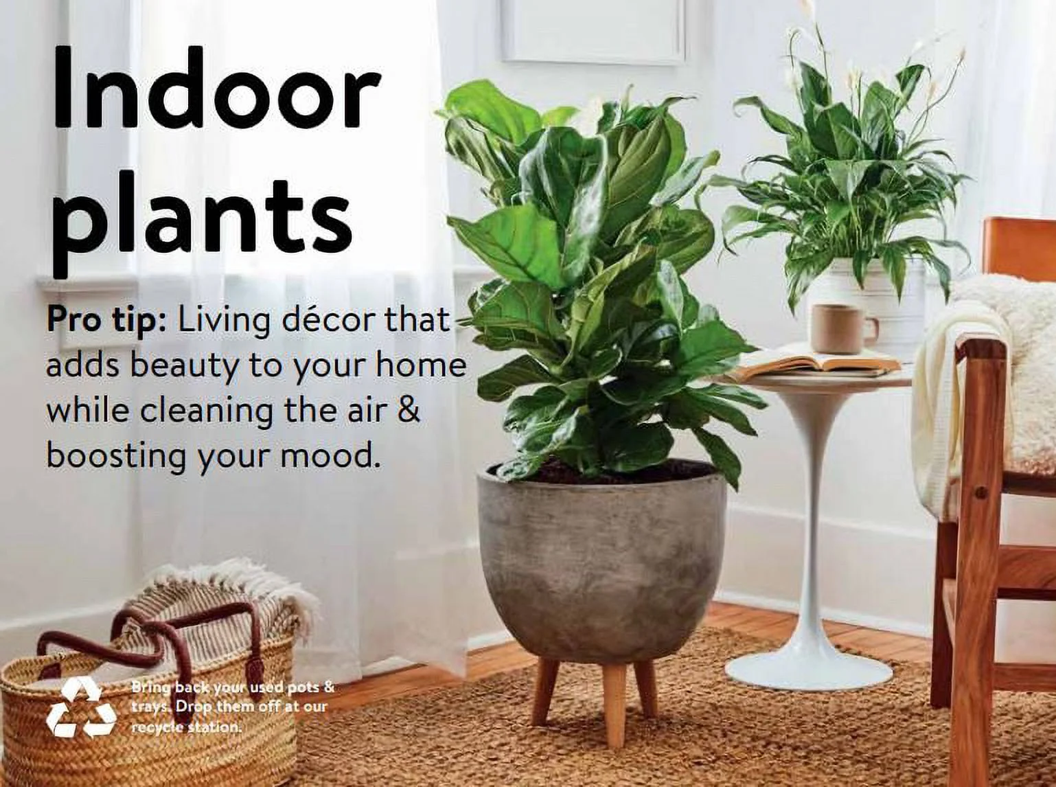 Expert Gardener Live Indoor 24in. Tall Red Ti Plant, Partial Sun, in 10in. Grower Pot