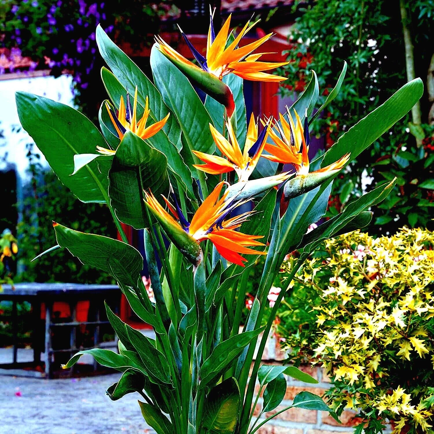 ORANGE BIRD of PARADISE SEEDS (Strelitzia reginae) Tropical Crane Flower Plant, 20 Seeds