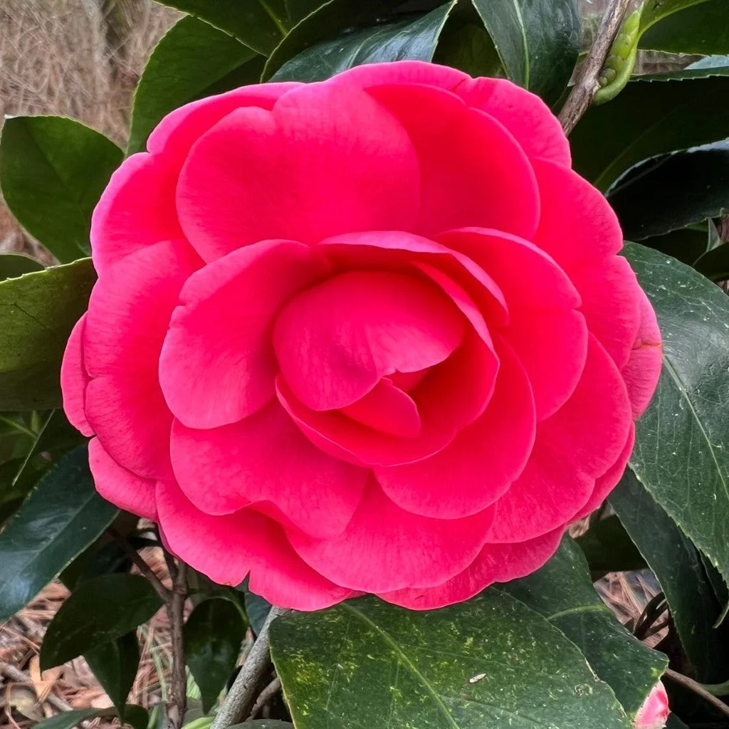 Pixies Gardens Camellia Jack Flower Plant-Deep Pink Formal Double Blooms Liner