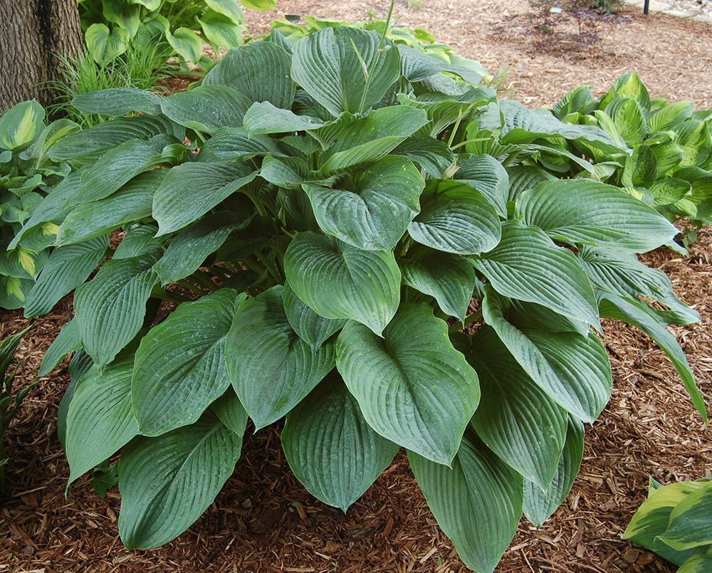 Shadowland Empress Wu Hosta - Shade Lover - Gallon Pot - Proven Winners