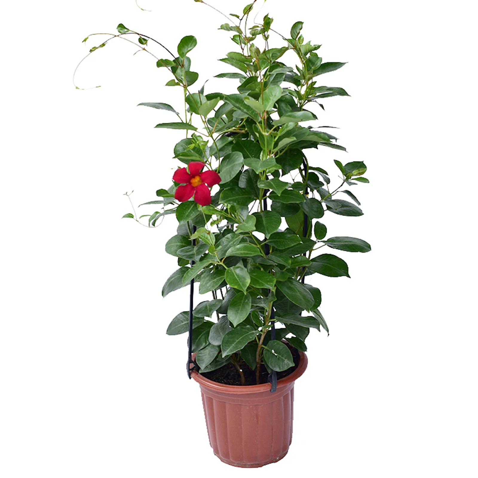 Huntermoon Plant Flower Stand Garden Trellis Waterproof Fencing Panels PP Black Trees Beans 6PCS Plastic Natural U-Hoops U-shaped