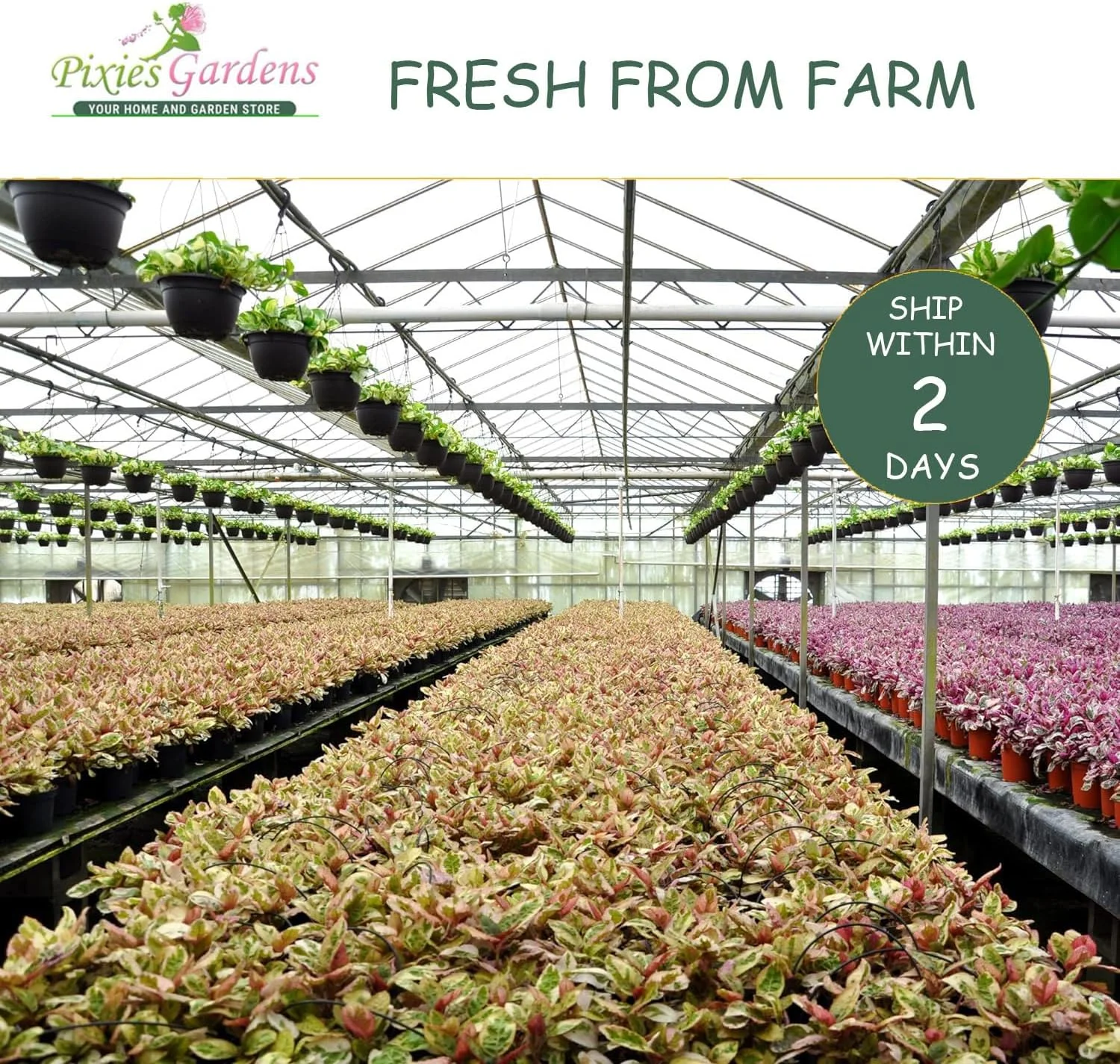 Pixies Gardens Catawba Grape Vine Shrub 2 Gallon