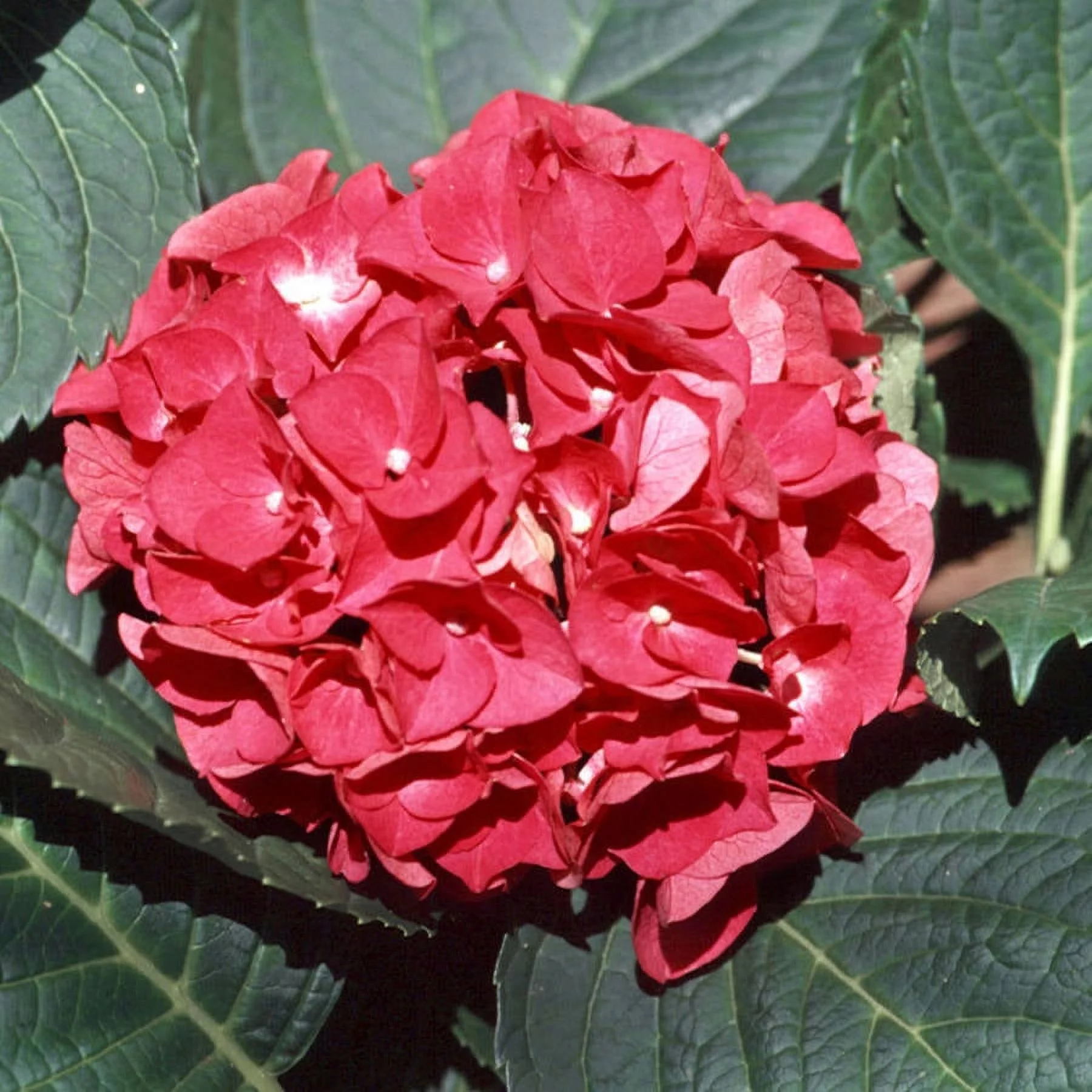 Charm Hydrangea (2.5 Quart) Flowering Deciduous Shrub with Rosy-Pink or Rosy-Blue Blooms - Part Shade Live Outdoor Plant