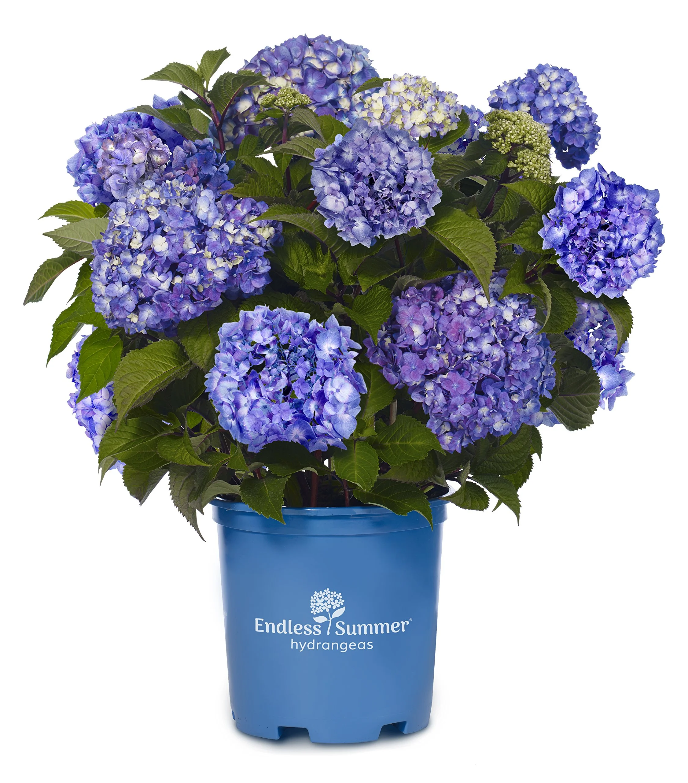 Endless Summer 3G Hydrangea Bloomstruck Flowering Live Plants Full Sun Purple