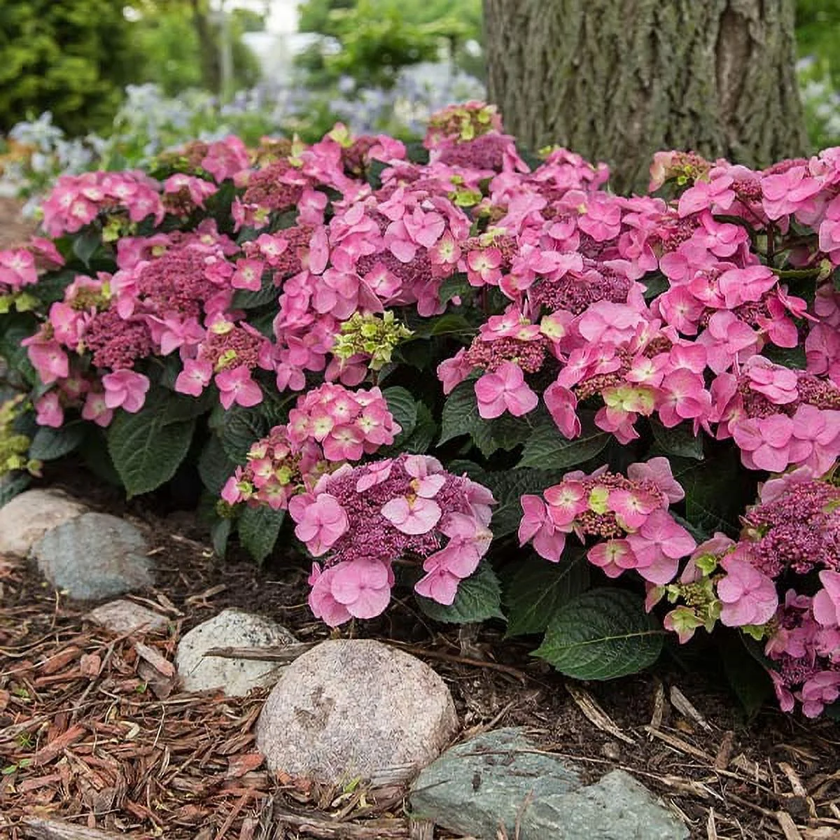 Brighter Blooms - Endless Summer Pop Star Bigleaf Hydrangea, 3 gal. - No Shipping To AZ