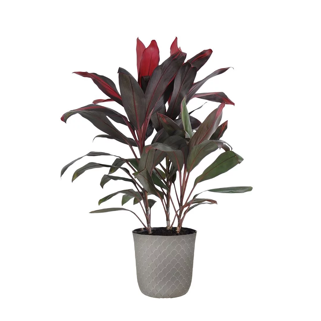 United Nursery LIve Florida Ti Cordyline Houseplant 24-28in Tall in 10 inch Gray Bayside Decor Pot