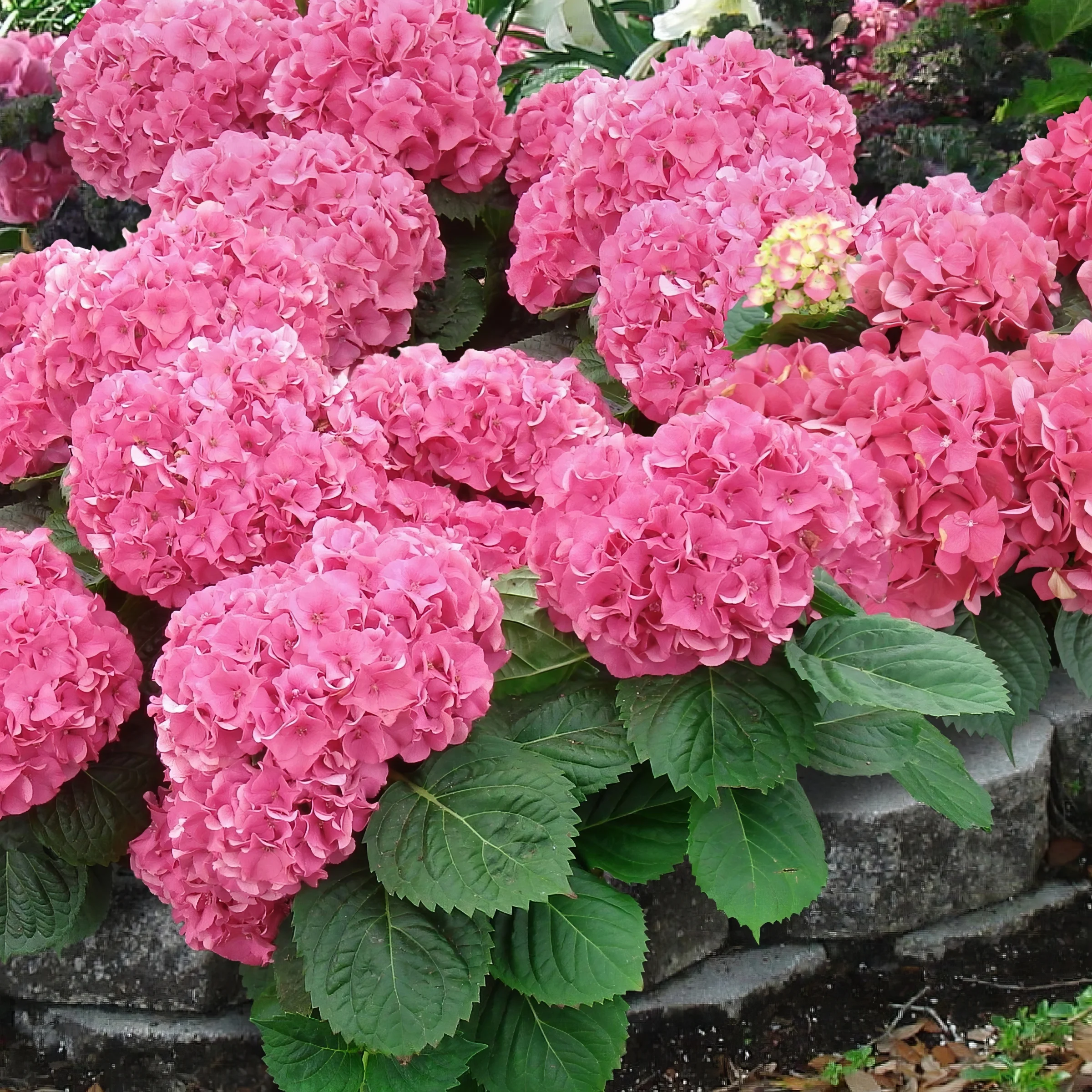 2 gal. Hydrangea Penny Mac Shrub with Pink Flowers