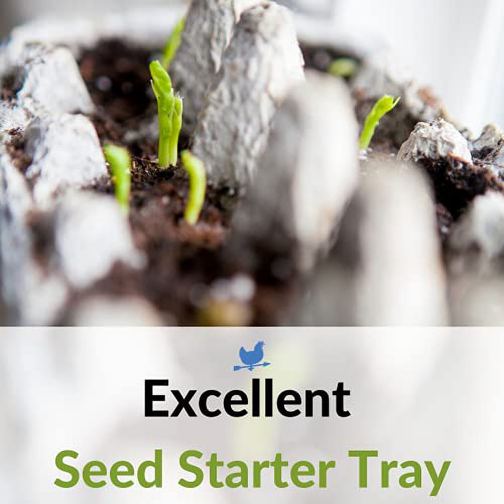 Blank 12-Egg Jumbo Paper Pulp Egg Cartons Bulk (125 Pack)