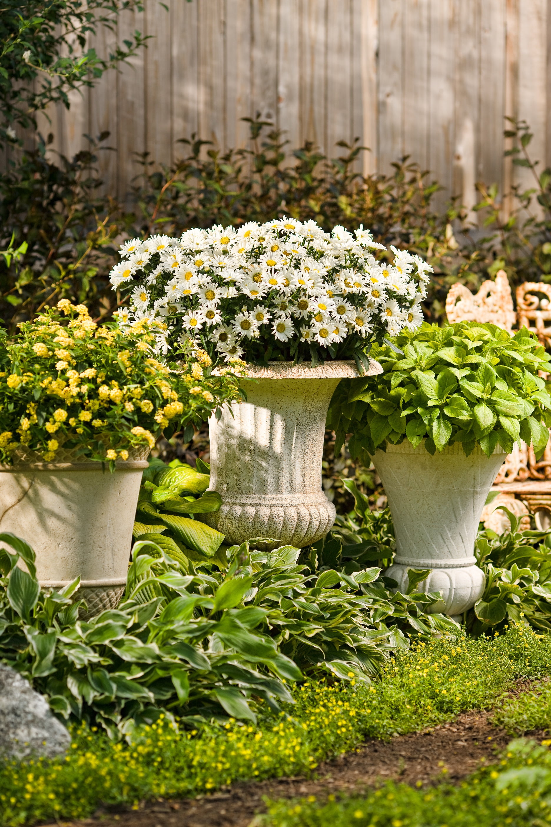 4.5 in. Qt. Amazing Daisies Daisy May Shasta Daisy (Leucanthemum) Live Plant, White Flowers