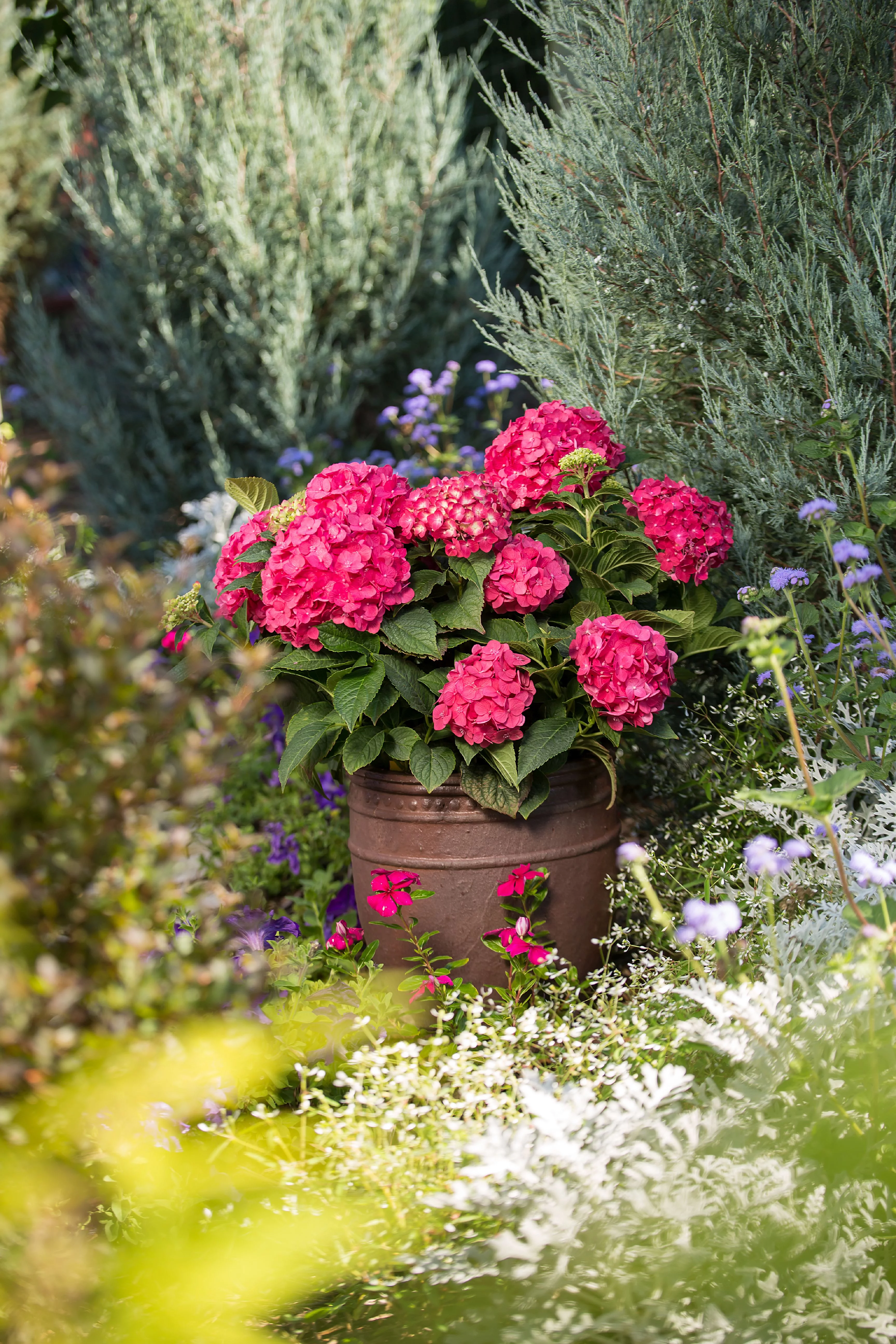 Endless Summer 2 gal Hydrangea Summer Crush Live Shrubs