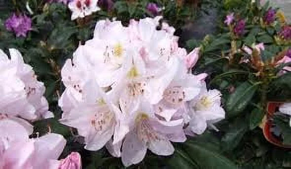 HYDRANGEA POP STAR ES #2