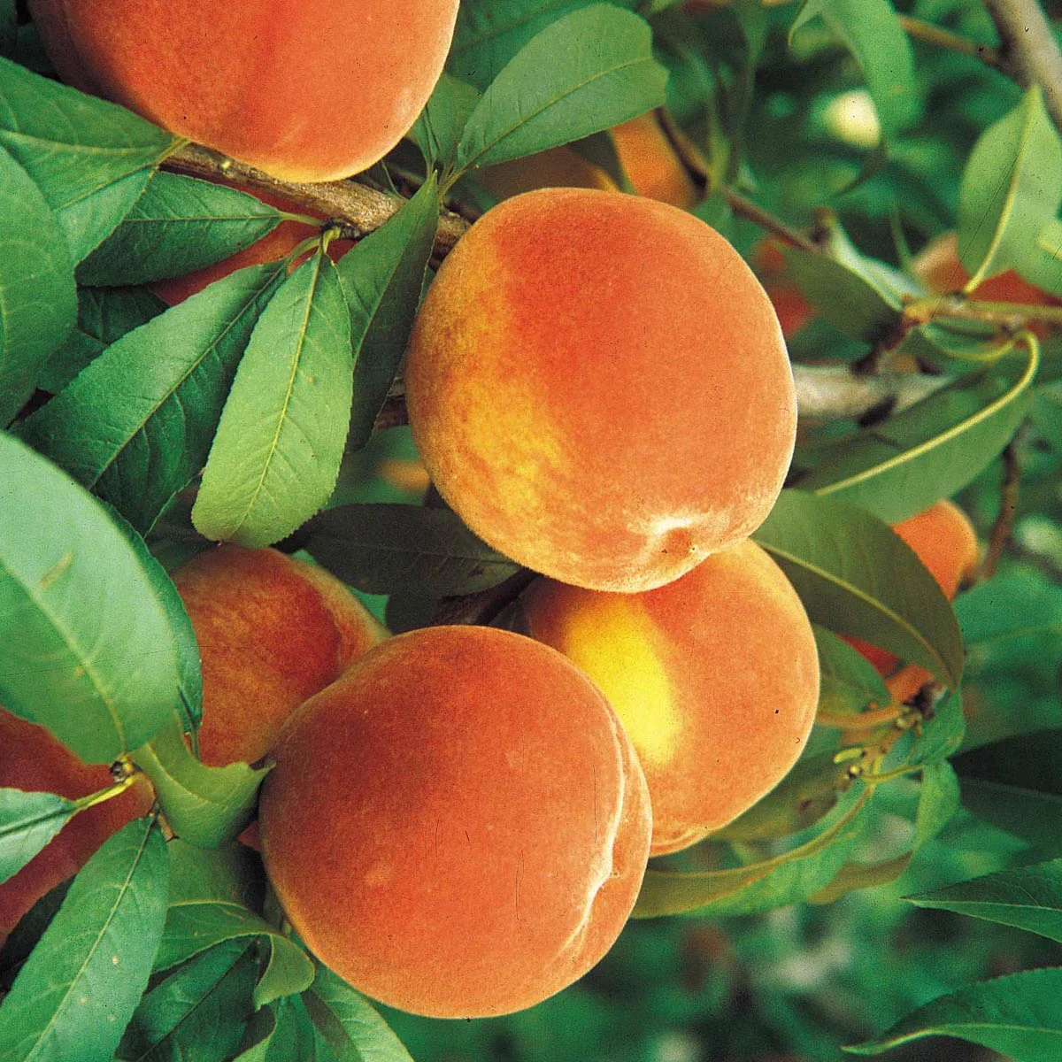 Floridaking Peach Standard Dormant Bare Root Starter Fruit Tree, 1-Pack