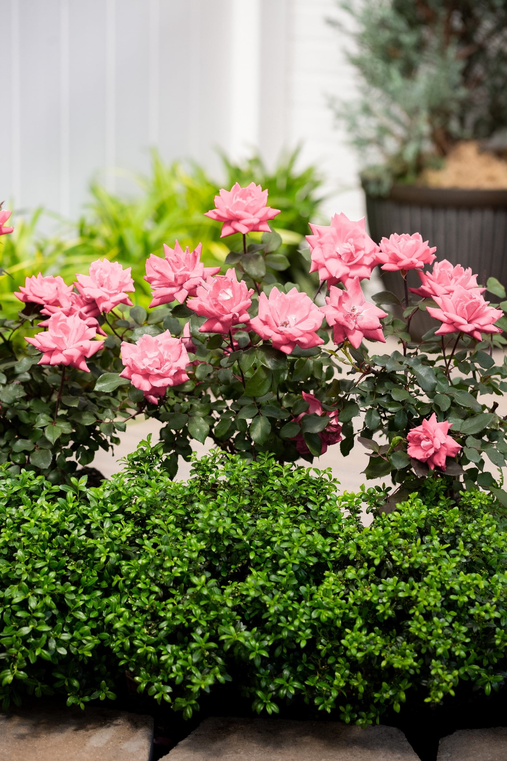 Knockout 1Gal Pink Rose Live Shrub Grower Pot Sun