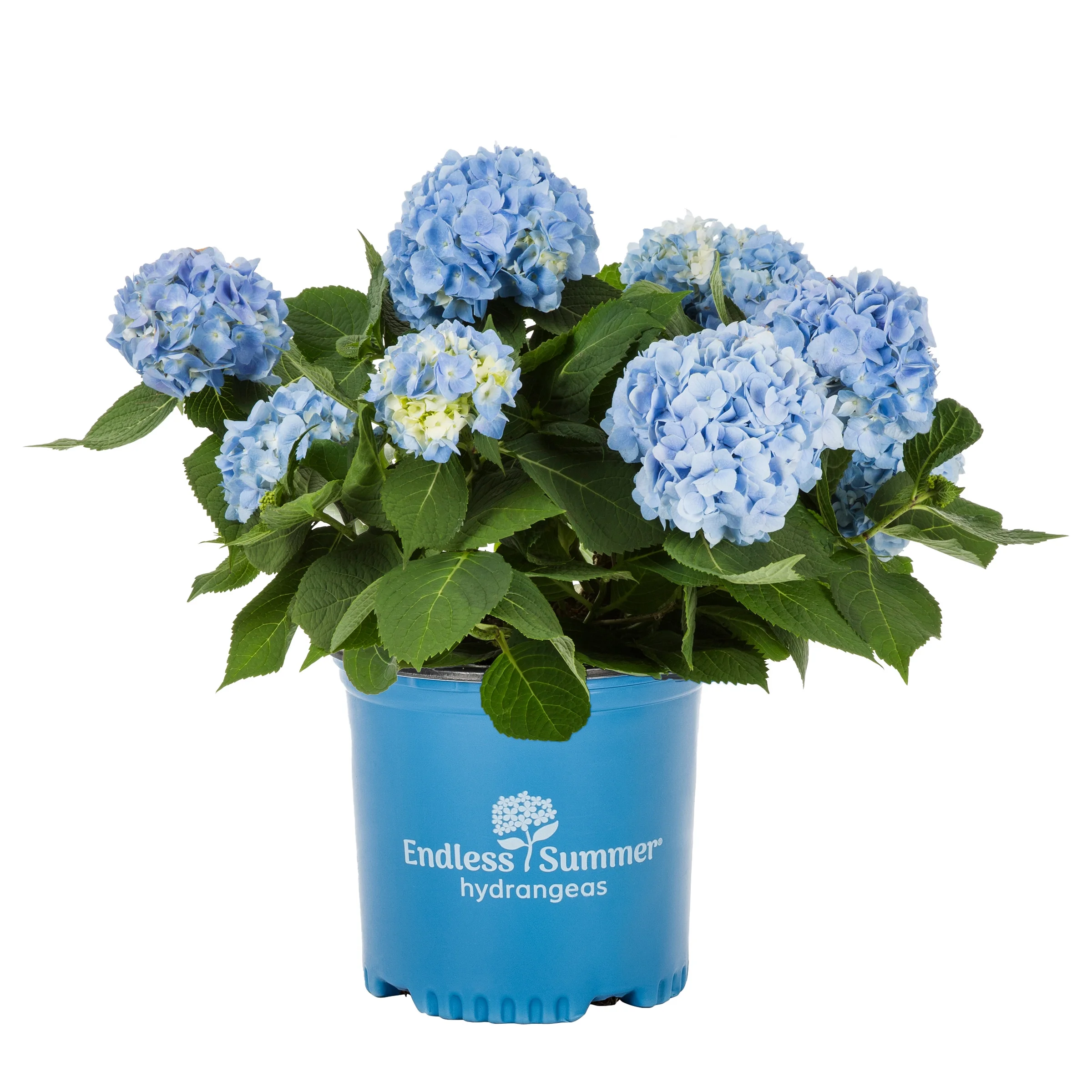 Endless Summer 1Gal Blue Hydrangea Live Shrub Grower Pot Sun