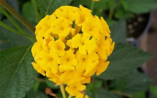 New Gold Lantana Camara Flowers Live Plants -Each in 4 inch Pots (1)