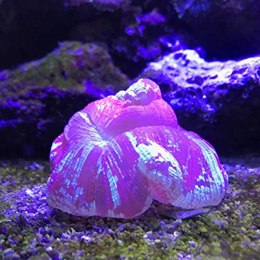 Reef Plus, 4 L / 1 fl. gal.