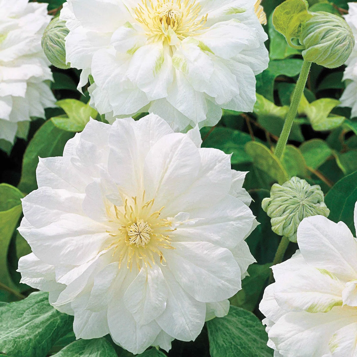 Manju Clematis Vine White Flowering Dormant Bare Root Perennial Starter Plant (1-Pack)