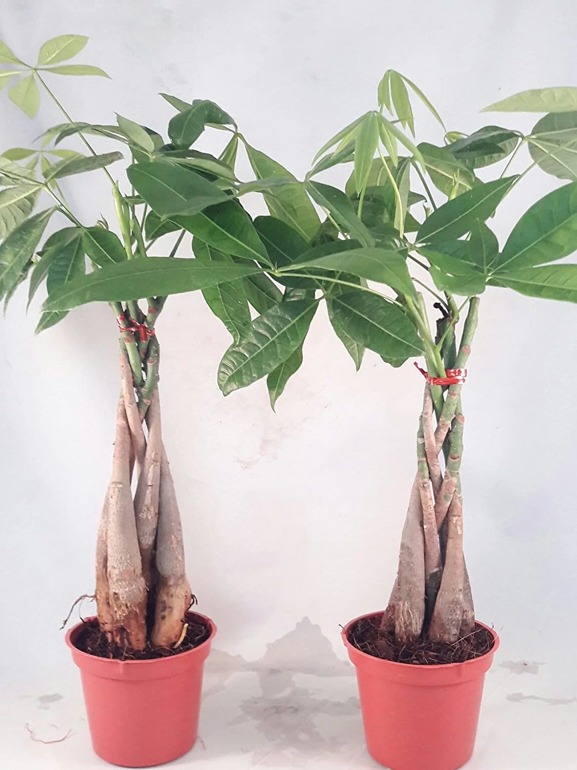 Two Money Tree 5 Plants Braided Into Pachira Tree