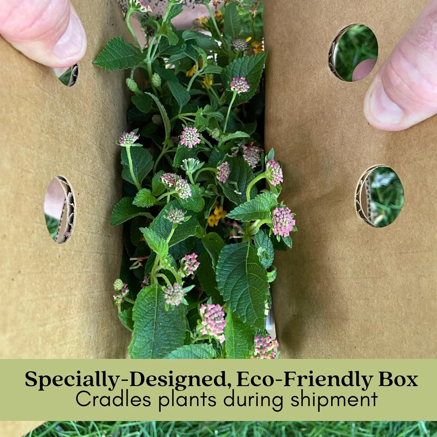 Mosquito Trio Nine (9) Mosquito Repellent Live Plants – Non-GMO - Each 4