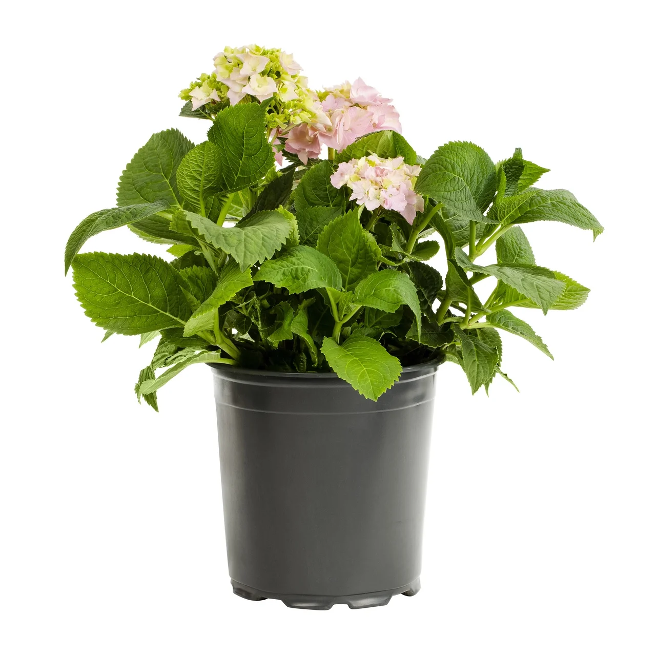 Expert Gardener 2.5Gal Hydrangea Macrophylla Live Shrub Decorative Pot Sun