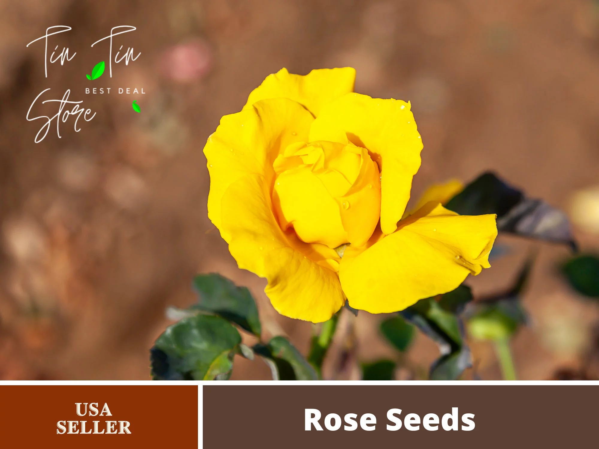 30 Rare Seeds| Midas Touch Hybrid Tea Rose Seeds #1032 | Seeds, Herbal Seeds, Flower Seeds, No GMO , Mixed Seed, Chinese Seeds