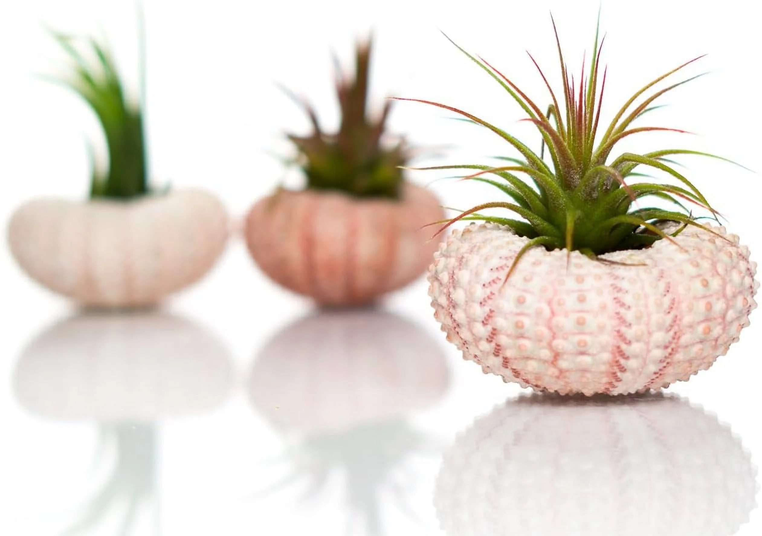 Sea Urchin Air Plant Kit | Sea Urchins And Tillandsia Gift Set | (3 Pack)