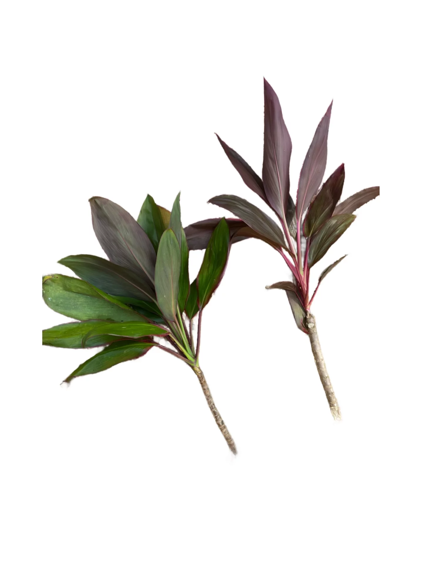 Hawaiian Good Luck Green & Red Live Ti Leaf Plant Cuttings 1Pk 2 Logs, Moderate Light