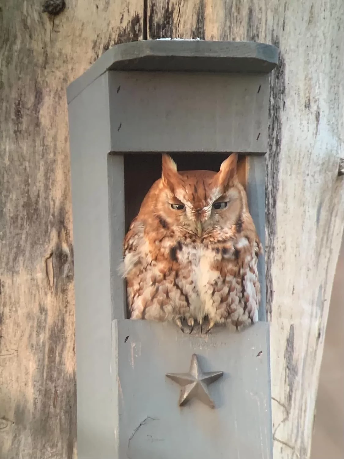 Screech Owl House - Nesting Box