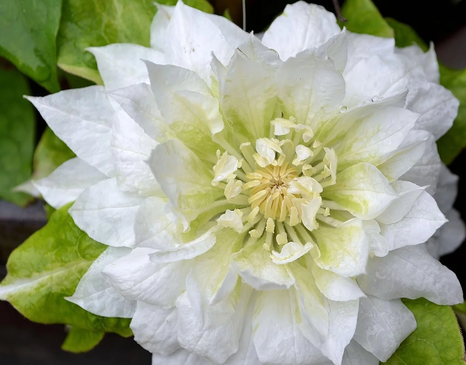 Clematis Dutchess of Edinburgh - 3 Live Plants in 4 Inch Growers Pots - Clematis 'Dutchess of Edinburgh' - Starter Plants Ready for The Garden - Beautiful White Bloom Flowering Vine