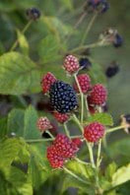 Bushel and Berry 2 gal Blackberry Baby Cakes Live Shrubs