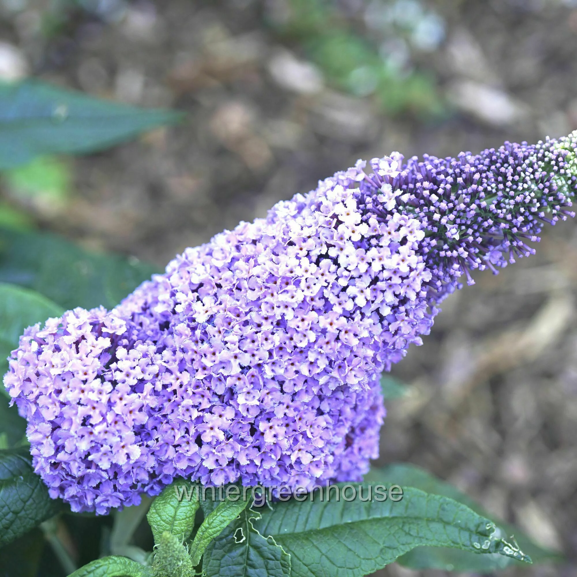 Buddleia ‘SMNBDL’ Pugster® Amethyst, Butterfly Bush - Pot Size: 4.5