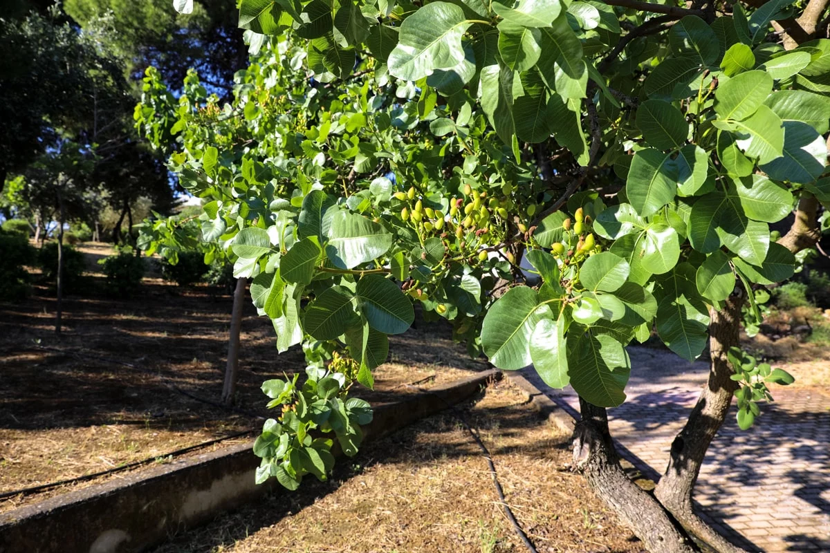 Pistachios Roasted and Salted, 1.5 Pounds — Vegan — by Food to Live