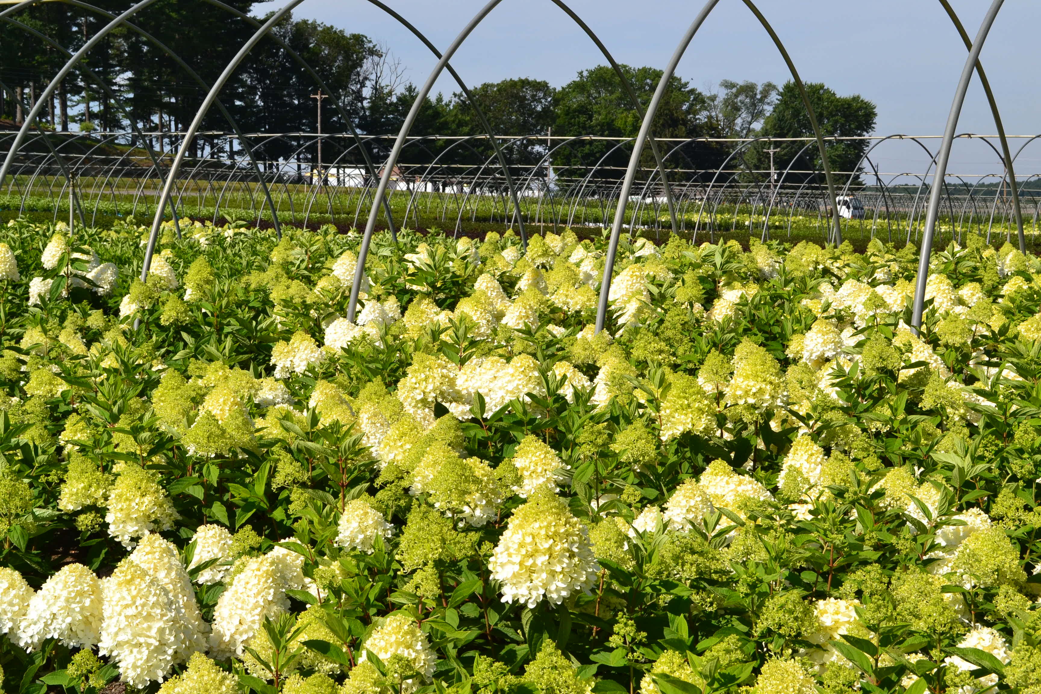 Expert Gardener 2.25 gal Hydrangea Sweet Summer Live Shrubs