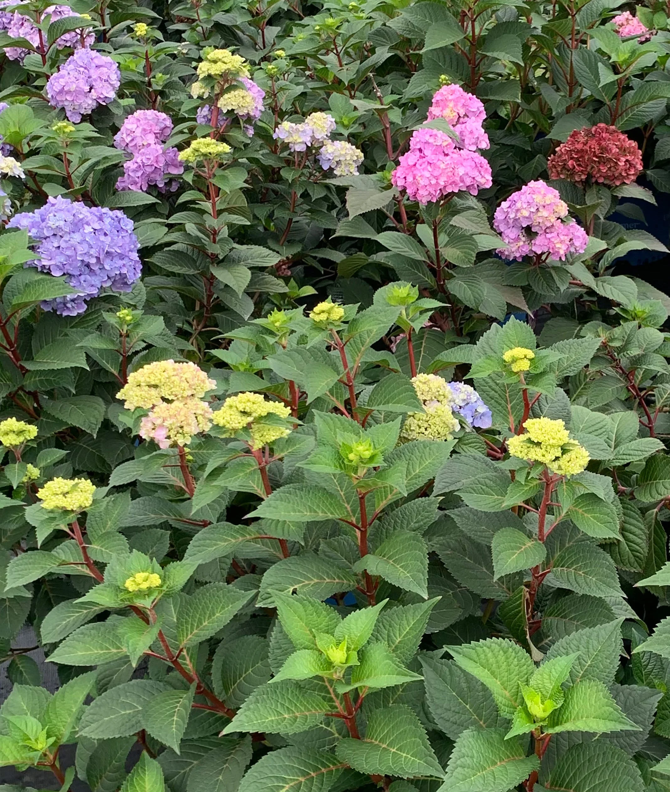 Endless Summer 3G Hydrangea Bloomstruck Flowering Live Plants Full Sun Purple