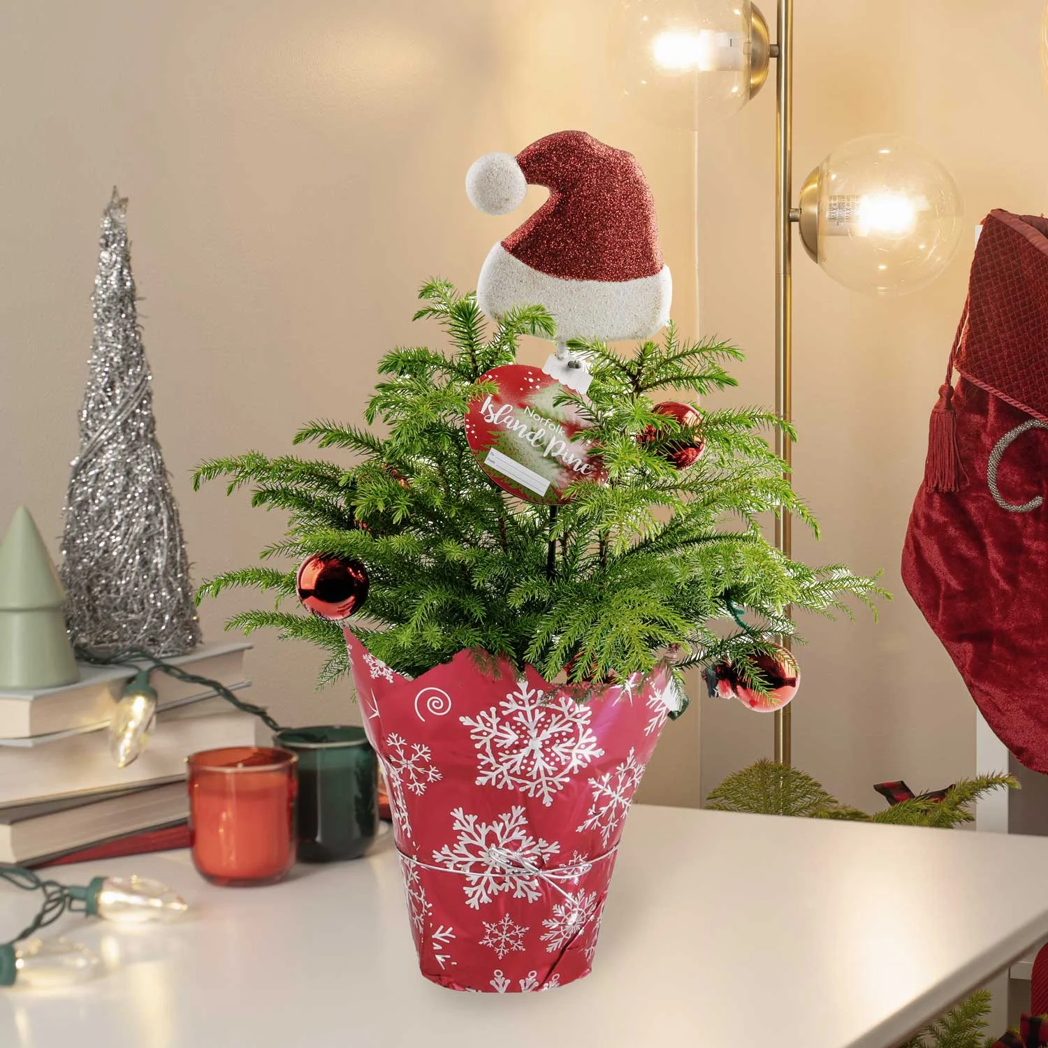 Costa Farm Live Indoor 18in. Tall Christmas Tree; Direct Sunlight Plant in 6in. Holiday Wrap and Decorations