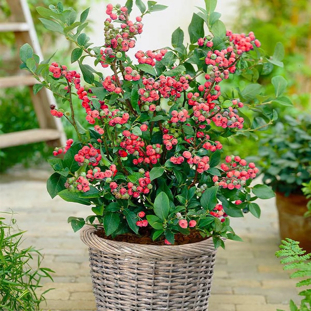 Brighter Blooms - Pink Lemonade Blueberry Bush, 1 Gal. - No Shipping To AZ, CA, HI, WA, and OR