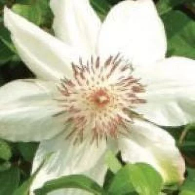 Clematis 'Henryi' in a 4
