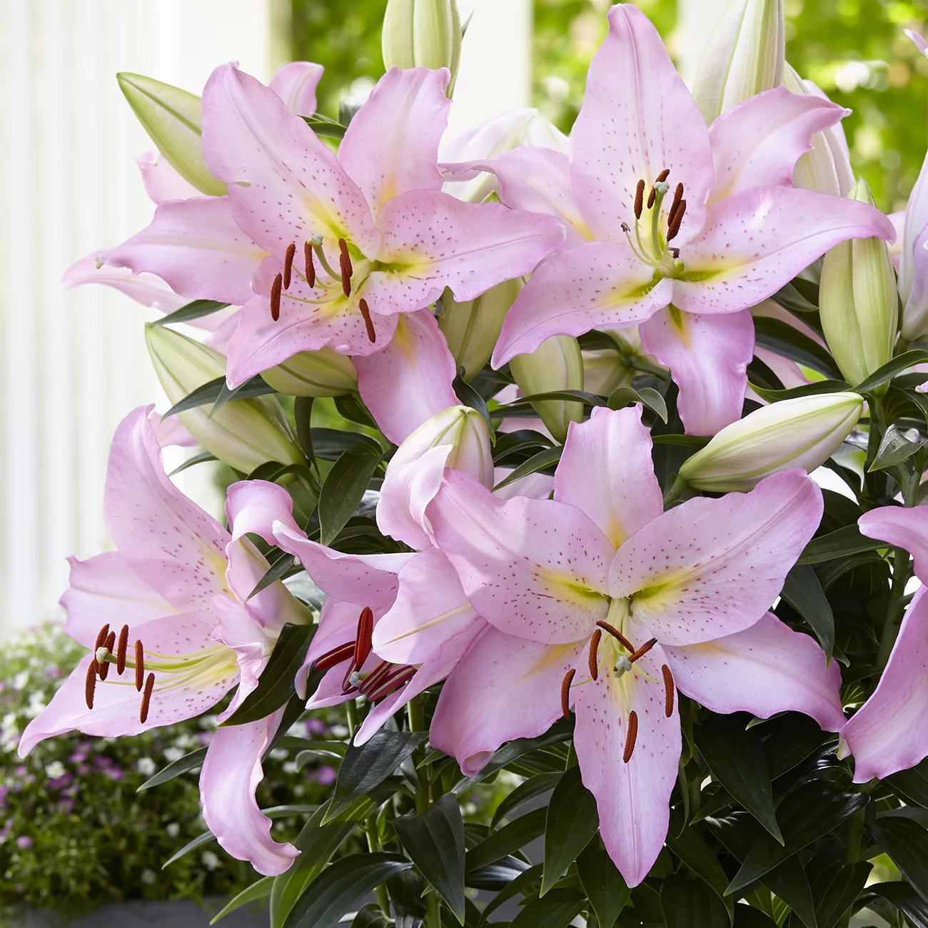 Van Zyverden Lily Smart Romance Flower Dormant Perennial Bulb Sun to Partial Shade, Pink